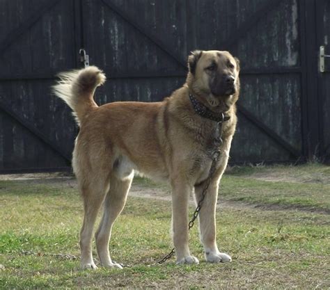 kuchi shepherd of afghanistan.